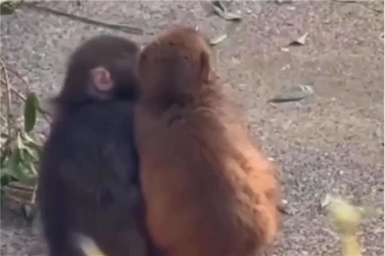 Affenbaby Punch aus Japan, bekannt durch seinen Stoffaffen, hat nun sogar eine echte Freundin gefunden. Alles über seine berührende Geschichte und die Makaken.