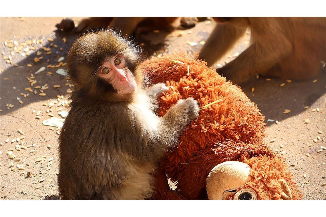 Affenbaby Punch zieht in Japan Massen an Besucher an.