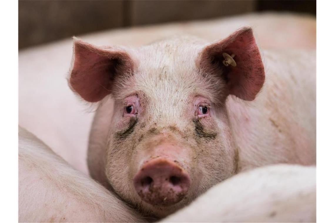 Afrikanische Schweinepest und die Folgen der Gastro-Schließungen in der Corona-Zeit machen es den Bauern schwer. Foto: Andreas Arnold/dpa