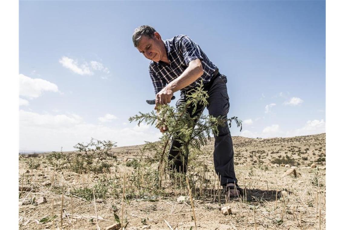 Agrarexperte Tony Rinaudo: „Die Welt vertrödelt die wenige verbliebene Zeit, um die Menschheit zu retten.“ Foto: Silas Koch/right livelihood award