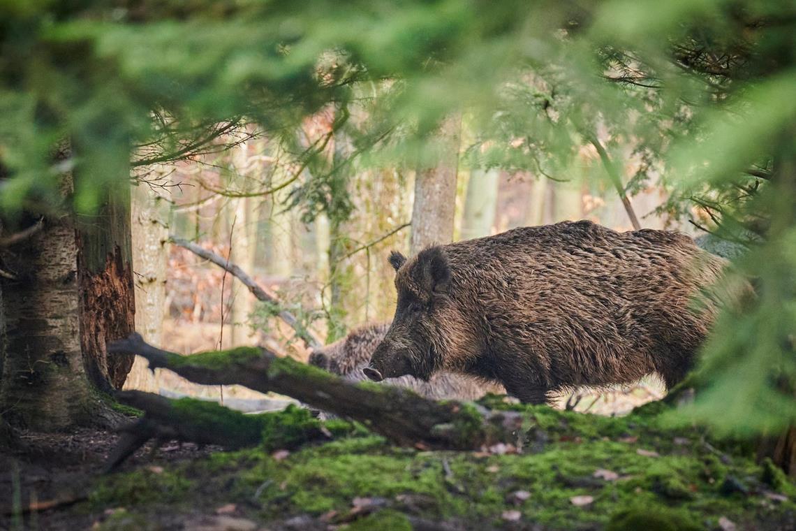 Aktuell sind besonders Wildschweine von der Afrikanischen Schweinepest betroffen. Symbolfoto: Paul Henri Degrande/Pixabay