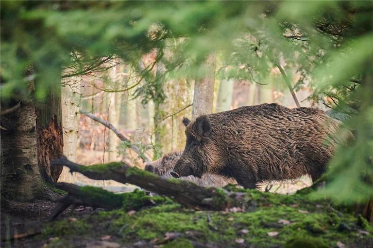 Aktuell sind besonders Wildschweine von der Afrikanischen Schweinepest betroffen. Symbolfoto: Paul Henri Degrande/Pixabay