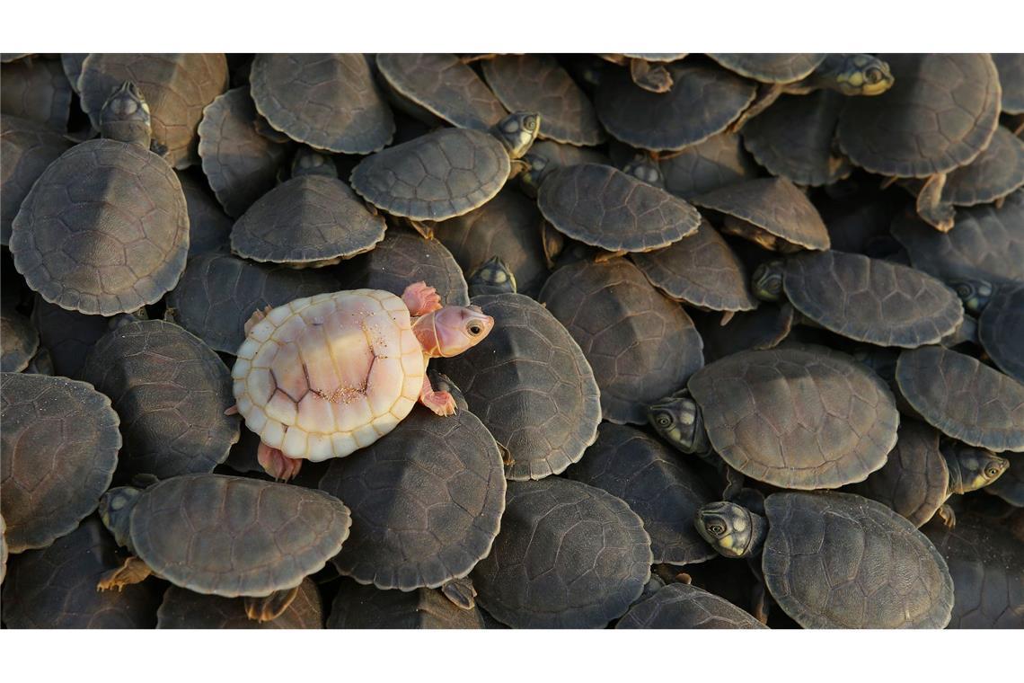 Albino-Babyschildkröte schlüpft im Amazonas-Reservat Abufari