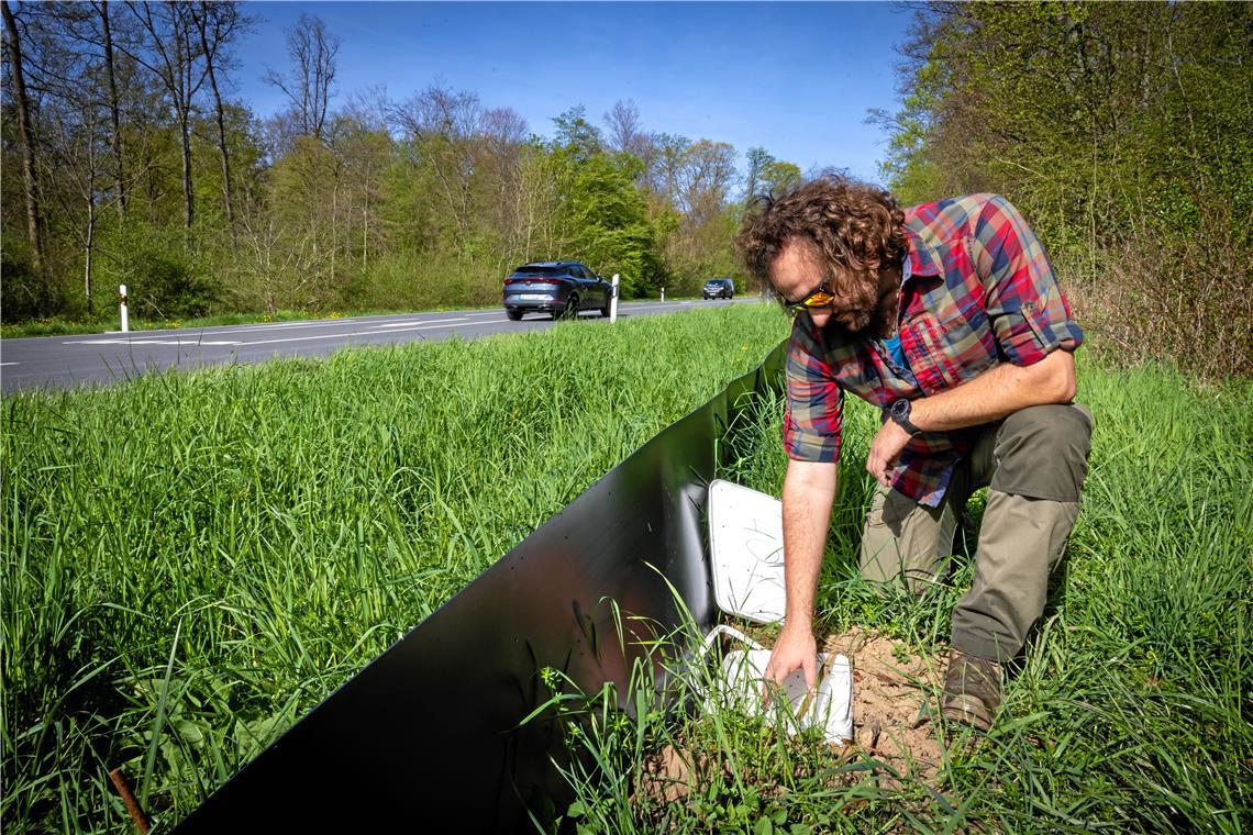Kartierung an der B328: Alle Tierarten werden erfasst Alexander Herrmann und sein Team kontrollieren täglich den Amphibienzaun an der B328. Fotos: Alexander Becher
