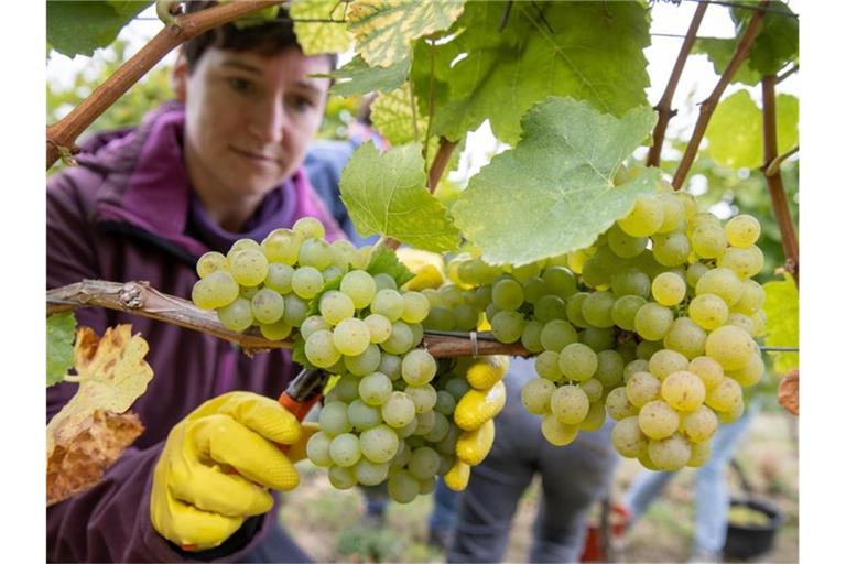 Alina Dereser, Winzerin, erntet im Weinberg im bayrischen Kolitzheim Trauben der Sorte Silvaner. Foto: Daniel Karmann/dpa