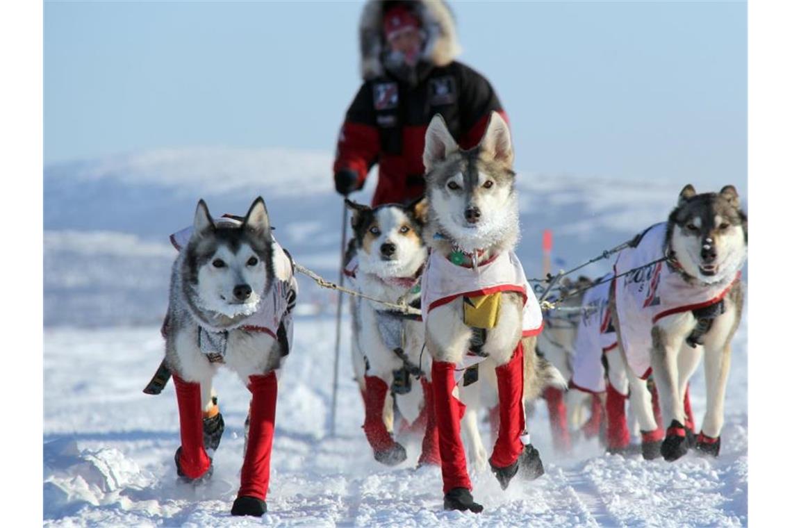 50 Jahre Iditarod - „Eines der letzten großen Abenteuer“ Aliy Zirkle, US-amerikanische Hundemusherin, mit ihren Hunden auf dem Weg nach Shaktoolik. Foto: Sebastian Schnülle/privat/dpa