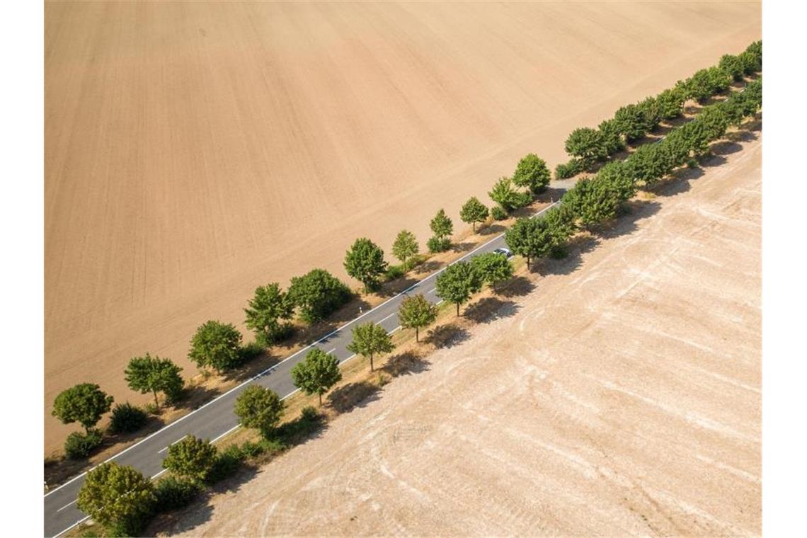 Alleebäume bilden im Sommer 20118 den einzigen grünen Farbtupfer zwischen trockenen, abgeernteten Feldern. Foto: Jan Woitas/zb/dpa