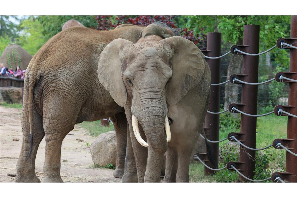 Aller Anfang ist schwer: Die Elefantendame Sweni gewöhnt sich an das Freigehege im Magdeburger Zoo. Erst vergangene Woche ist das 30-jährige Tier von Wuppertal nach Sachsen-Anhalt gezogen.