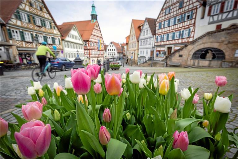 Alles bereit für den Tulpenfrühling: Die Blumen blühen bereits in Backnang. Foto: Alexander Becher