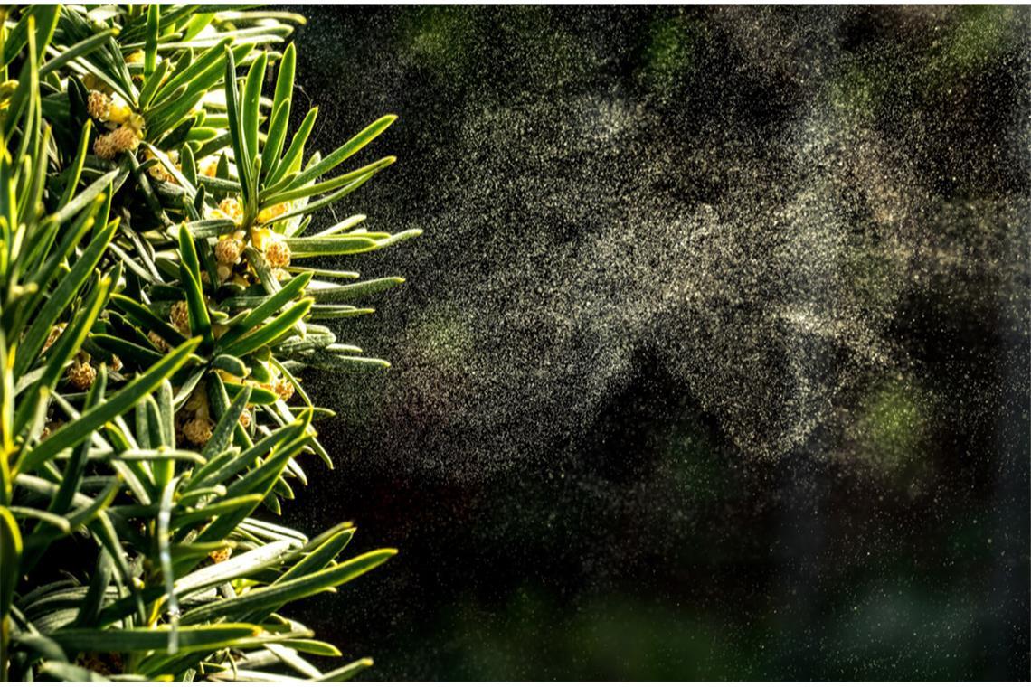Alles Wichtige zu Blütezeiten von Gräser- und Birkenpollen im aktuellen Pollenflugkalender 2026 für Allergiker im Überblick.