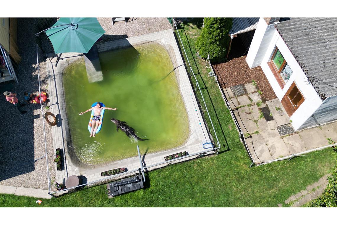 Bilder des Tages Alligator-Dame Frau Meyer im Gartenpool