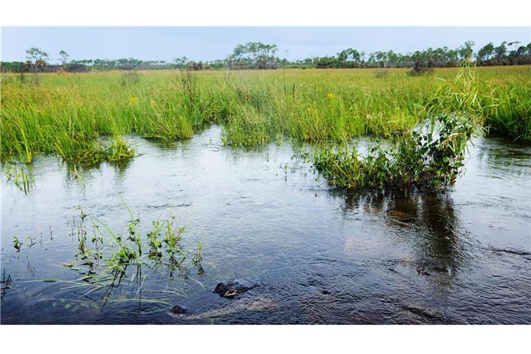 Alligatoren, Mücken und Sümpfe soweit das Auge reicht: Dafür stehen die Everglades westlich von Miami.