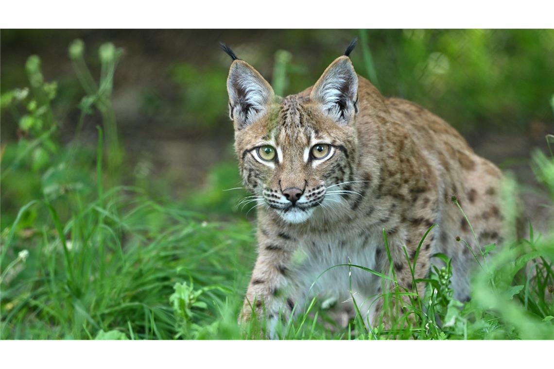 Drei weitere Luchse streifen nun als Stammgäste durchs Land Als größte wildlebende Katzenart Europas war der Luchs vor mehr als 200 Jahren in Europa weit verbreitet