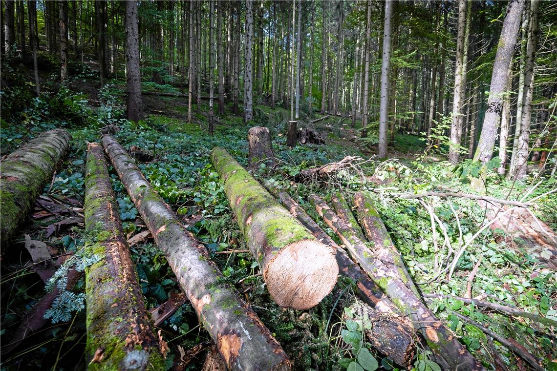 Der kommunale Wald in Oppenweiler soll verjüngt werden Als Hiebsatz werden für die zehn Jahre des neuen Plans jeweils 9,1 Erntefestmeter pro Hektar angesetzt.Symbolfoto: Alexander Becher