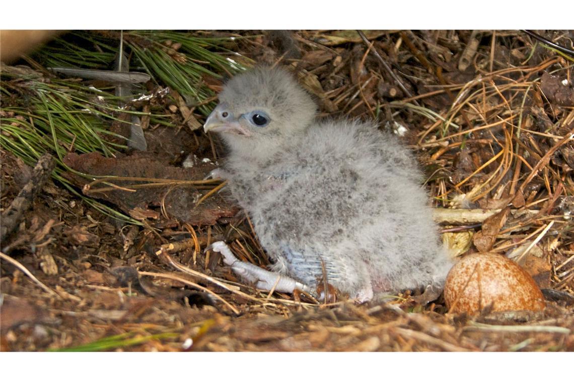 Flitzer mit Krone: Karearea ist Neuseelands Vogel des Jahres Als Küken sind Neuseelandfalken noch flaumig und hell.