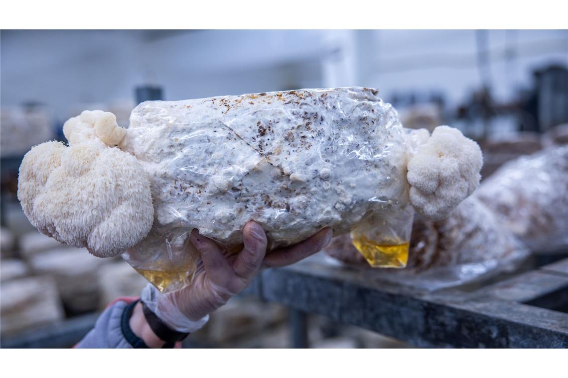 Als Kultur- und Heilpilz gewinne der Pilz zunehmend an Bedeutung und Bekanntheit, hieß es.