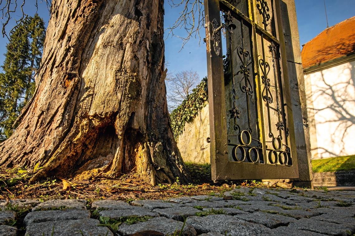 Alt und morsch: Drei Kastanien auf dem Großaspacher Friedhof werden im kommenden Jahr entfernt. Foto: A. Becher