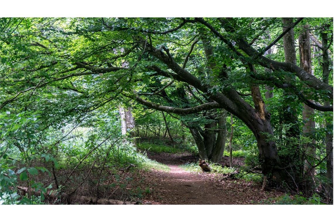 Alte Buchen gibt es überall auf dem Albsteig – sie verleihen dem Weg ihren besonderen Zauber.