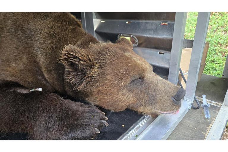Am 21. Juli war Gaia im Bärenpark Schwarzwald eingetroffen.