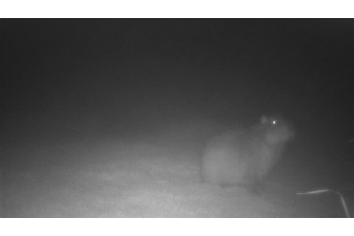 Am 27. Oktober wurde Samba von einer Wildtierkamera fotografiert.