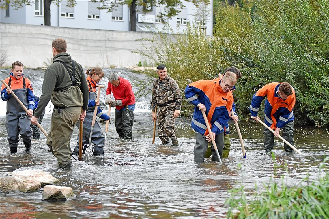 Am Biegelwehr in Backnang wurden Laichversuche der Bachforelle festgestellt. Allerdings ist das Kiesbett an vielen Stellen durch die Sedimente der Murr verunreinigt. Mitglieder des Anglervereins und der Jugendfeuerwehr lockerten diese auf, sodass die Fische ab Oktober dort laichen können. Foto: Tobias Sellmaier