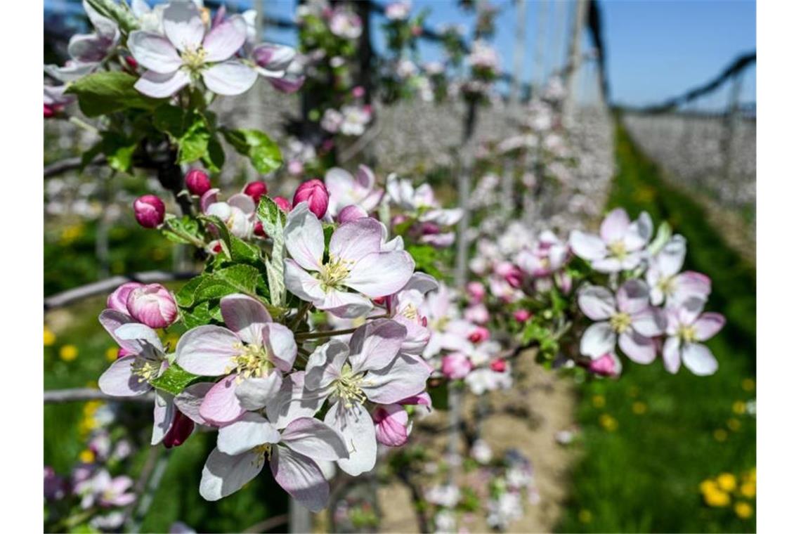 Am Bodensee hat die Apfelblüte begonnen. Foto: Felix Kästle/dpa/Archivbild