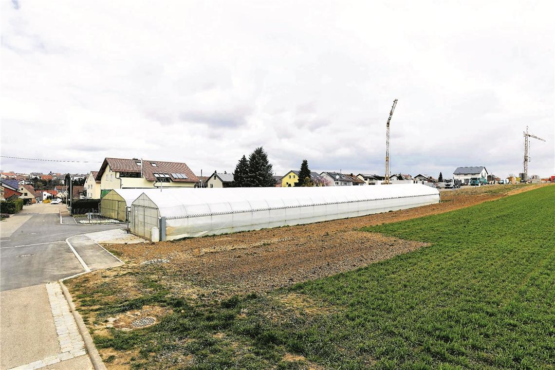 Gewerbliche Büros erlaubt Am Ende der neuen Martin-Luther-Straße, die zwischen zwei Gewächshäusern verläuft, herrscht rege Bautätigkeit im Neubaugebiet Berg. Foto: J. Fiedler