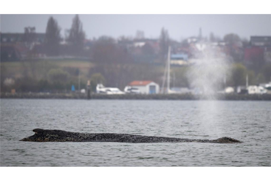 Am Freitagabend war der Wal bei Timmendorfer Stand erstmals freigekommen.