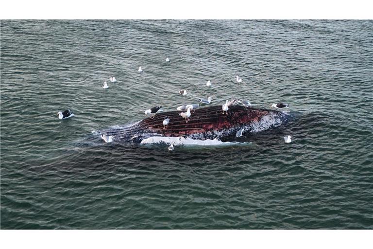 Am frühen Donnerstagabend lag der stark aufgeblähte Walkadaver umringt von Möwen vor der dänischen Urlaubsinsel Anholt (Archivbild).