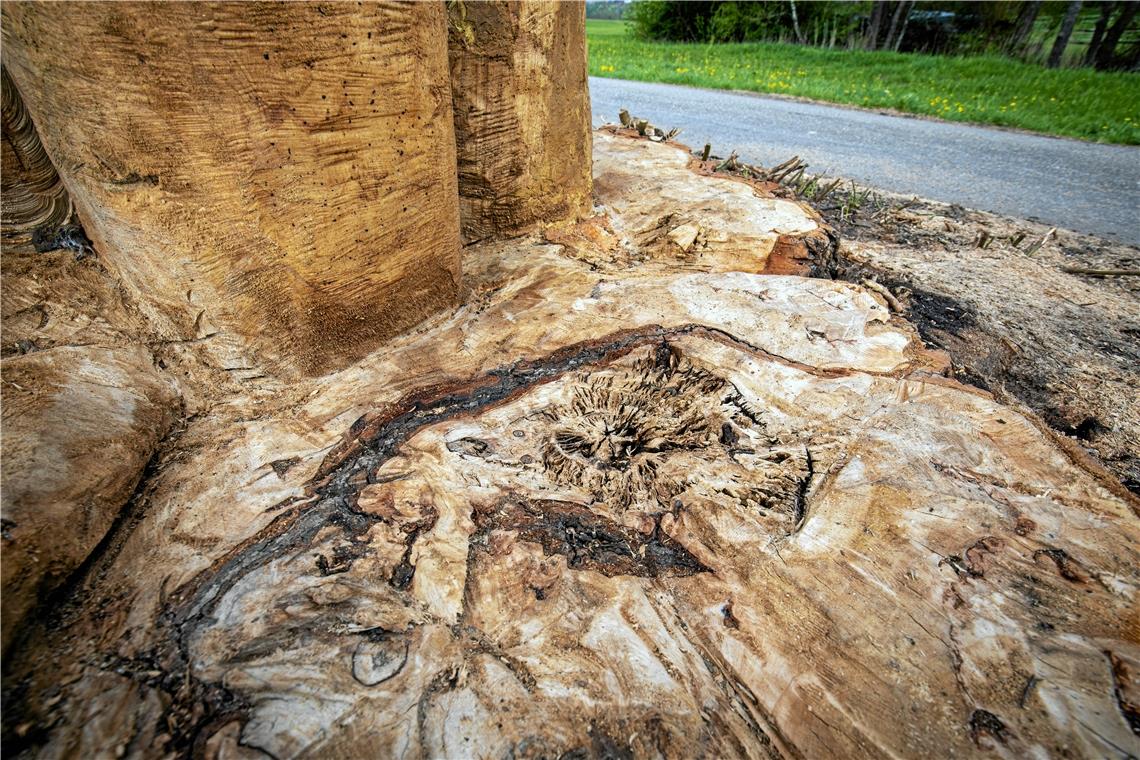 Am Fuße des Baumes sieht man die verrotteten Stellen der Pappel. Wäre der Baum nicht gefällt worden, wäre er sicher in nicht allzulanger Zeit einfach umgefallen.