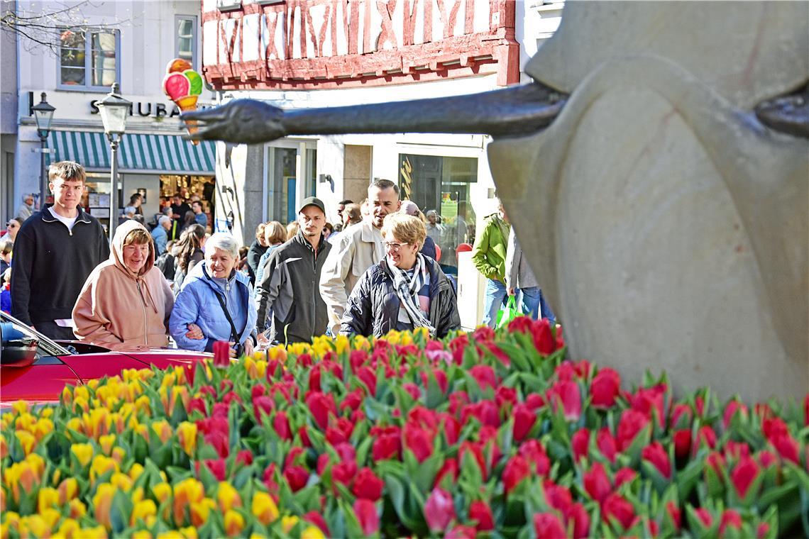 Am Gänsebrunnen blühen die Tulpen.