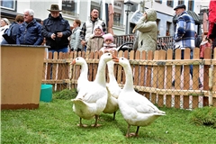 Am Gänsebrunnen sind die Namensgeberinnen des Markts zu finden. Foto: Tobias Sellmaier