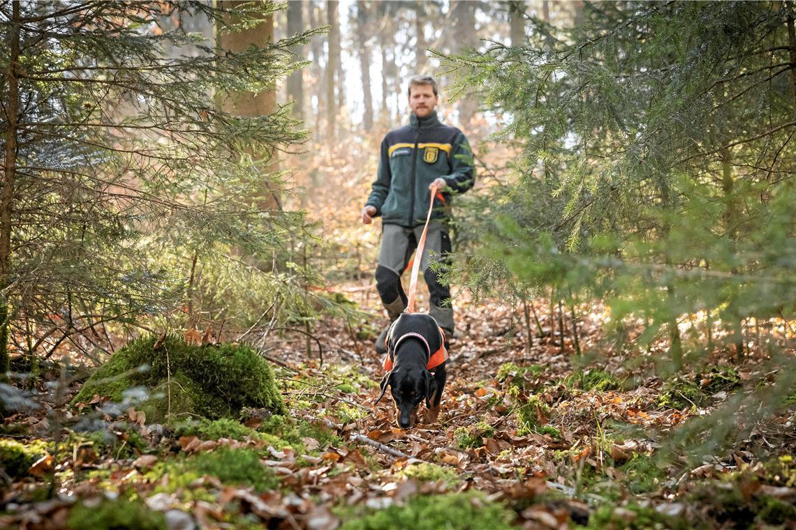 Bei Jagdhündin Edda geht es immer der Nase nach Am Geruch der Fußspuren erschnüffelt Edda die Fährte, die Paul Bek im Wald gelegt hat. Fotos: Alexander Becher