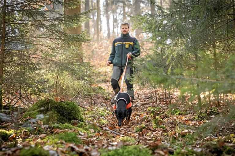 Am Geruch der Fußspuren erschnüffelt Edda die Fährte, die Paul Bek im Wald gelegt hat. Fotos: Alexander Becher