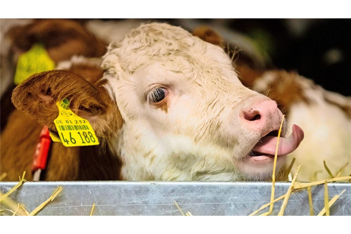 Am kommenden Freitag beginnt die Grüne Woche in Berlin – sie wird 100 Jahre alt.