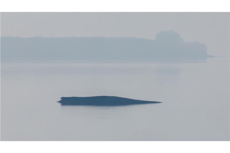 Am Morgen hat sich der vor der Insel Poel liegende Buckelwal plötzlich heftig bewegt. Dabei war teils auch seine Schwanzflosse zu sehen.