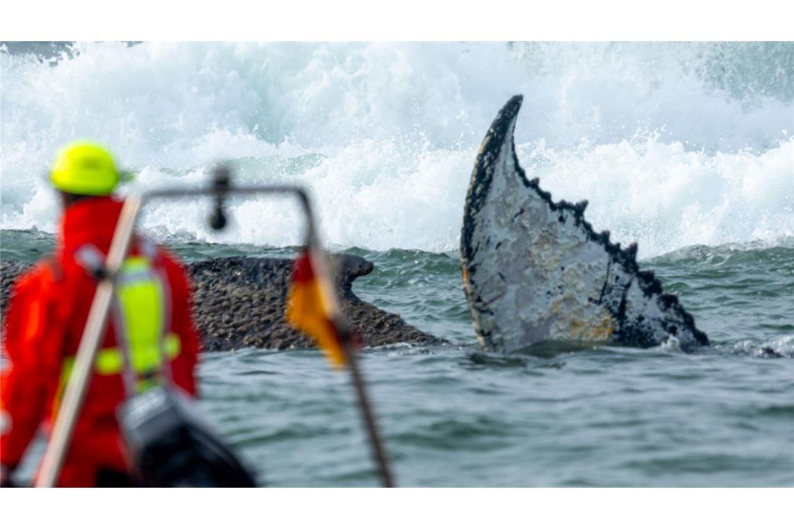 Buckelwal vor Timmendorfer Strand weiter in Not