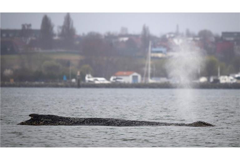 Am Samstag war der Wal erneut auf einer Sandbank in der Wismarbucht gestrandet.