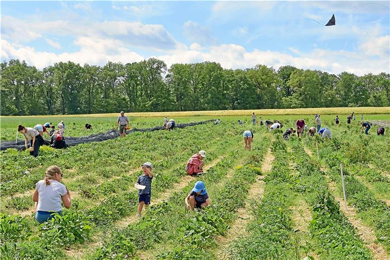 Am Sonntagvormittag ist richtig viel los auf dem Erdbeerfeld der Familie Fleischmann bei Steinbach. Fotos: Tobias Sellmaier