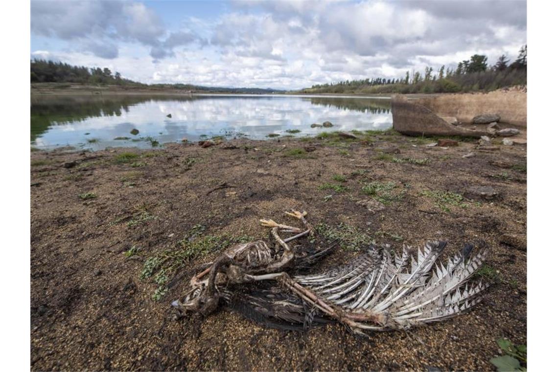 Am Ufer des Penuelas-Sees liegt nach einer Dürre ein toter Vogel. Der Weltklimarat führt die Folgen der menschengemachten Erderwärmung in seinem neuen Bericht drastischer vor Augen als je zuvor. Foto: Miguel Moya/Agencia Uno/dpa