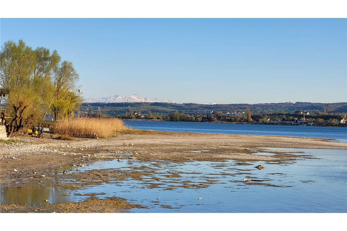 Der Bodensee lädt zum Wattwandern Am Ufer in Allensbach lädt der Gnadensee zur „Wattwanderung“