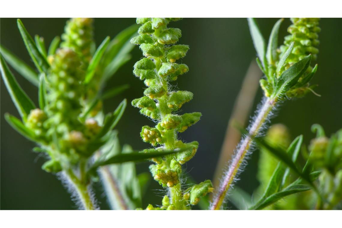 Die Ambrosia-Saison hat begonnen Ambrosia-Pollen können schon in kleinen Mengen heftige allergische Reaktionen auslösen. (Archivbild)