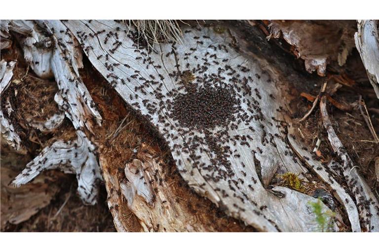Ameisen melken Blattläuse und ernähren sich von ihren Ausscheidungen, dem Honigtau. (Symbolbild).