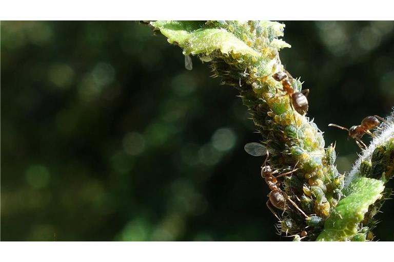 Ameisen melken Blattläuse und ernähren sich von ihren Ausscheidungen, dem Honigtau.