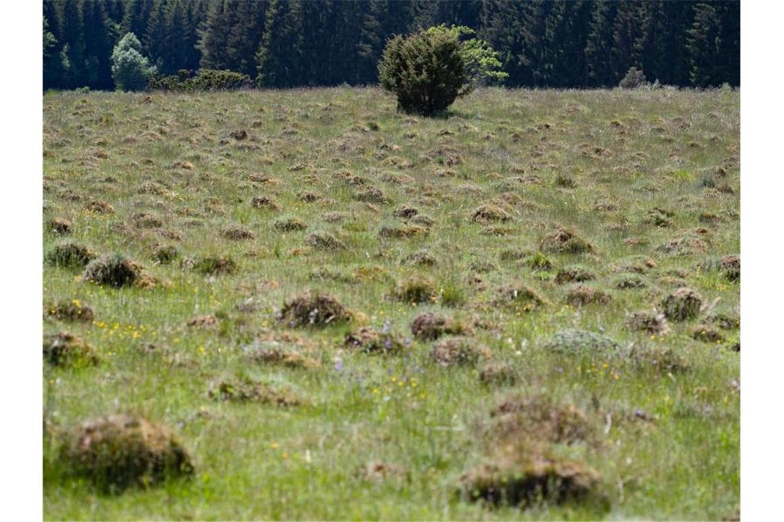 Ameisenhaufen sind auf einer Wiese im Naturschutzgebiet Dellenhäule zu sehen. Foto: Tom Weller/dpa/Archivbild