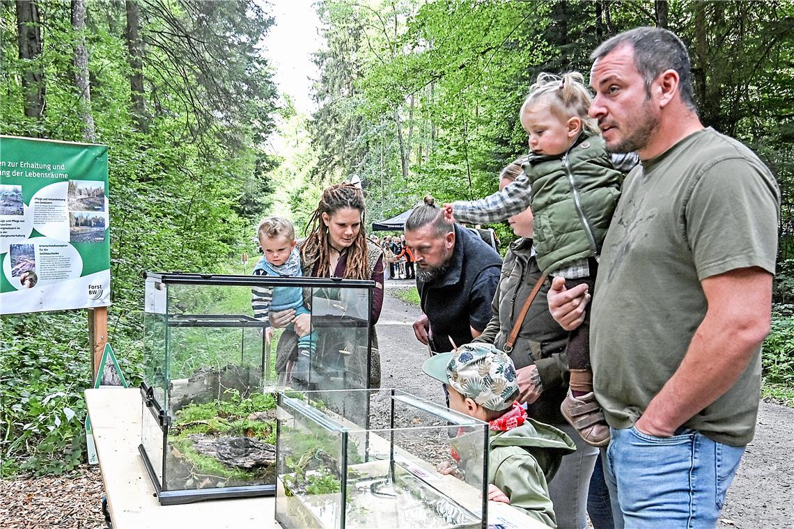 Amphibien in Terrarien: Molch, Unke und Salamander sind für Groß und Klein spannende Vertreter der Waldtierwelt. Fotos: Tobias Sellmaier