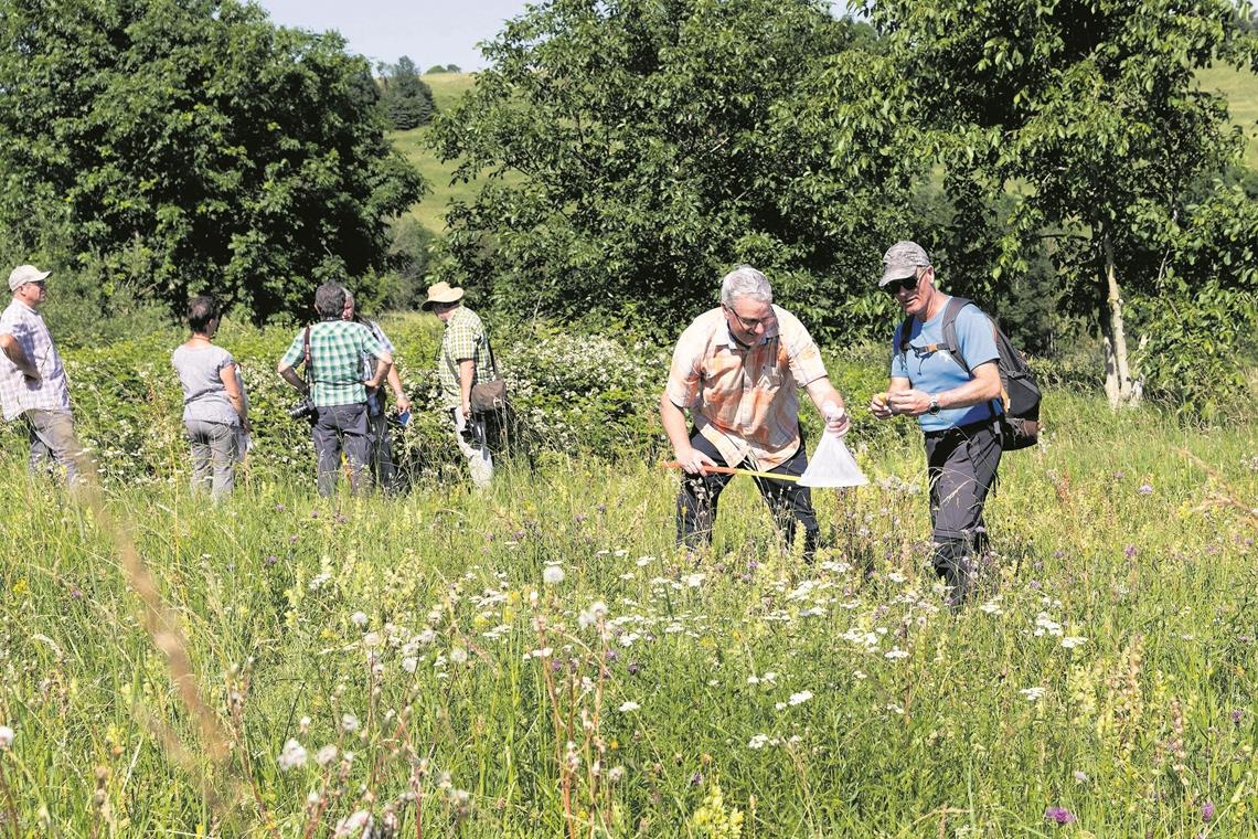 An den „Nassacher Eichen“ in Spiegelberg suchen die Teilnehmer der Wildbienen-Exkursion nach den Wildtieren und werden fündig. Fotos: J. Fiedler