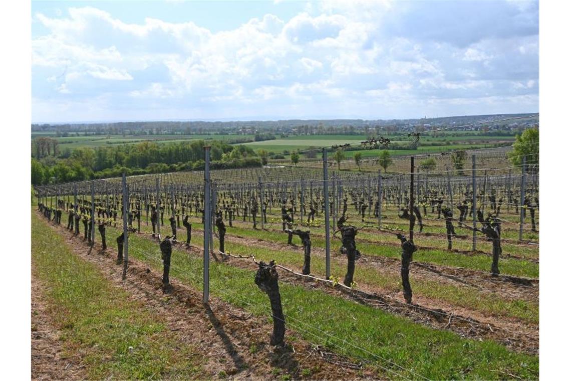 Kühle Witterung könnte Weinlese verzögern An den Weinstöcken der Lage Bodenheimer Mönchspfad im Weinanbaugebiet Rheinhessen beginnt der Austrieb der Reben. Foto: Peter Zschunke/dpa-Zentralbild/dpa