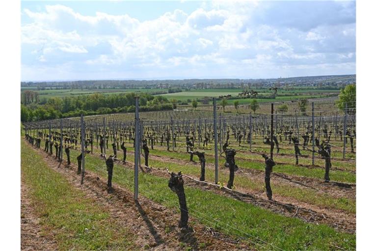An den Weinstöcken der Lage Bodenheimer Mönchspfad im Weinanbaugebiet Rheinhessen beginnt der Austrieb der Reben. Foto: Peter Zschunke/dpa-Zentralbild/dpa