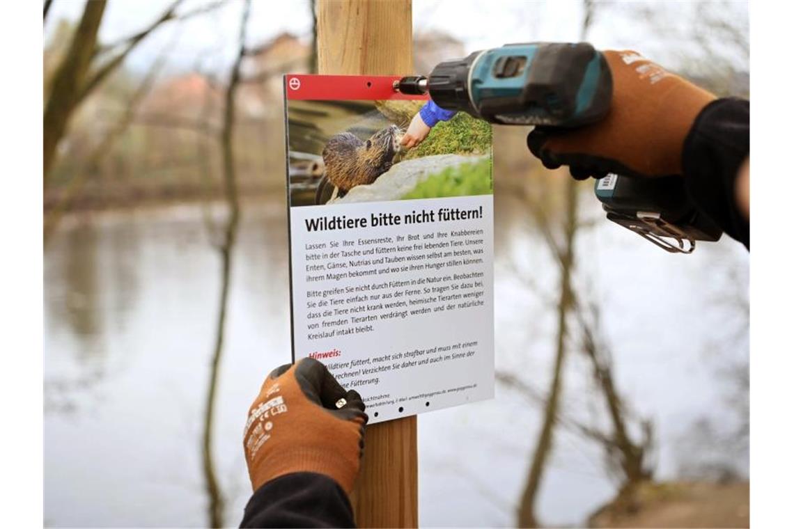 Nutrias nicht füttern: Eingewanderte Arten bereiten Probleme An der Murg wird ein Schild angebracht auf dem ein Nutria abgebildet ist, mit der Bitte die Wildtiere nicht zu füttern. Foto: Uli Deck/dpa